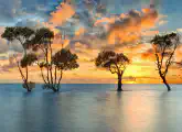 Thumbnail of postcard 'Moreton Bay wetland, Queensland'