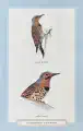 Thumbnail of postcard 'Northern Flicker'