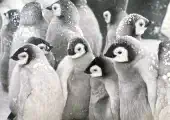 Thumbnail of postcard 'Penguins'