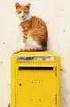 Thumbnail of postcard 'Postal Cat'
