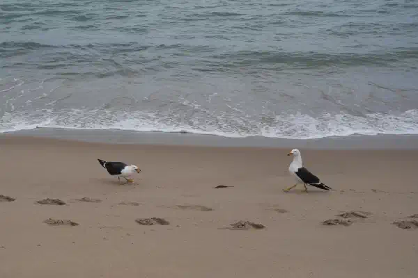 Two seagulls on a beach. One is aggressively postured, the other in mid-stride.