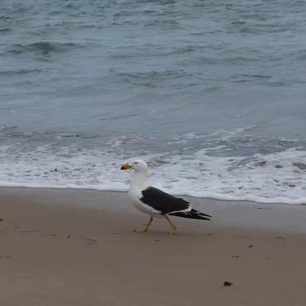 A seagull on a beach