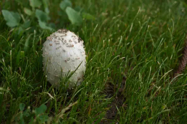 An ovular mushroom poking up through the grass