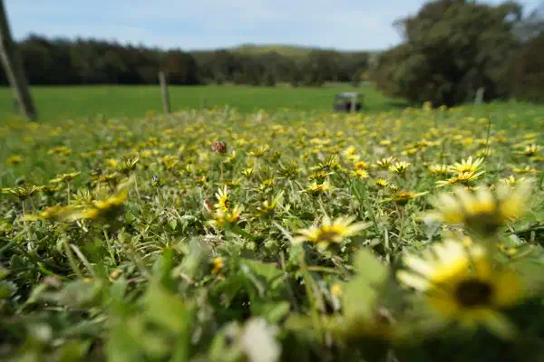 A low-angle shot of flowers and grass. Only a narrow depth of field is in focus, the front and rear of the image is out of focus