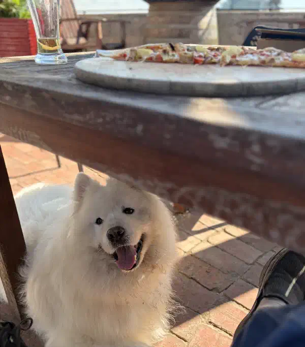 A table with pizza and a glass of beer on top. The view is under the table where a Samoyed dog is smiling at the camera.