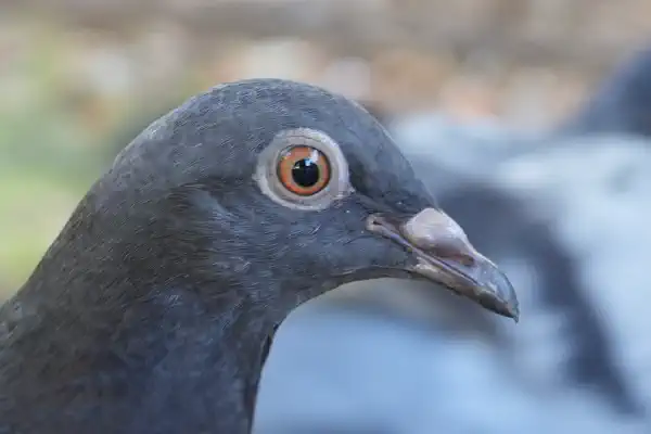 close up of a pigeon's head