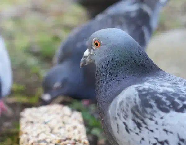 Pigeon, looking away from the camera. In the background there is a block of solidified birdseed