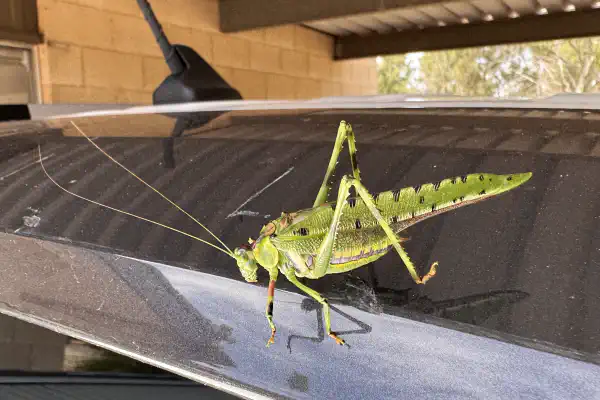 a very large green insect