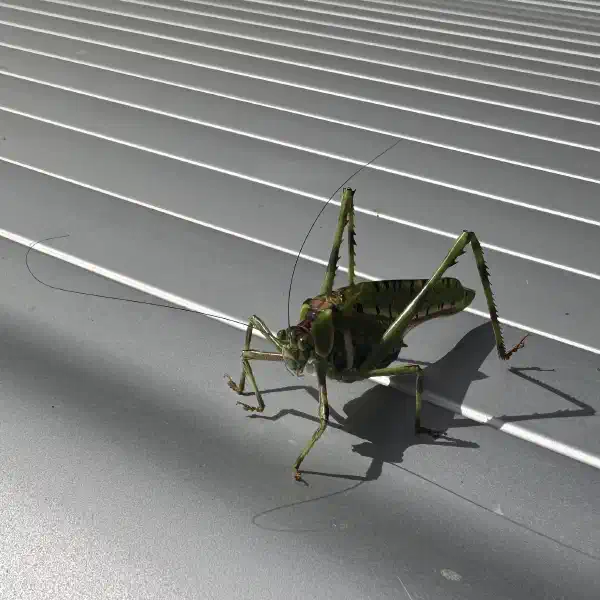 a large green insect, seen from a 45º angle, slightly above