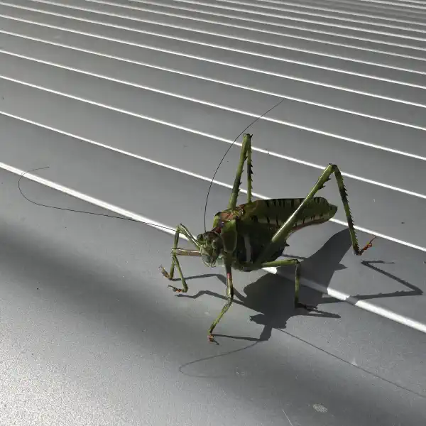 a large green insect, seen from a 45º angle, slightly above