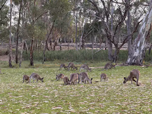 A grassy area with trees in the background, kangaroos are feeding on the grass in the foreground
