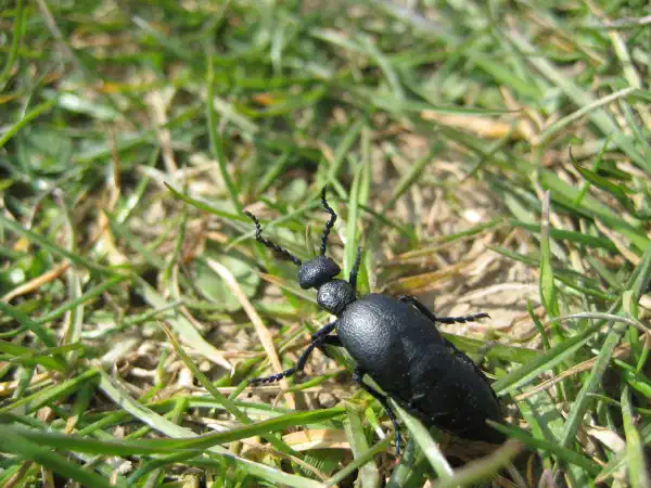 A black semi-gloss beetle with long, ridged antenna, crawling on grass