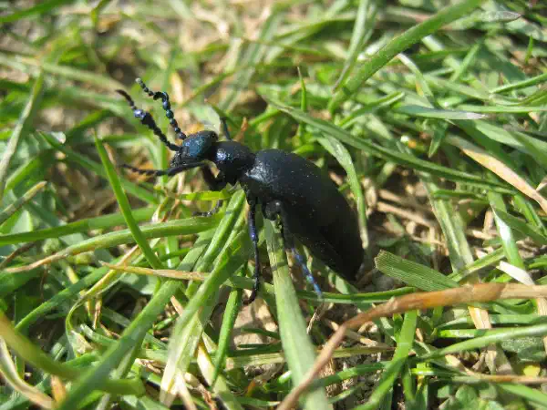 A black semi-gloss beetle with long, ridged antenna, crawling on grass